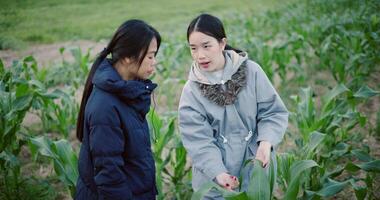 Handheld high angle view shot, Two Asian female farmers talk and examine the growth of corn plants together in a rural garden in the cold morning air. Winter Activities video