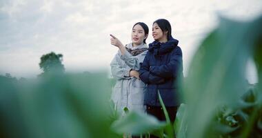 Handheld selective focus shot, Two Asian farmers stand in a corn field and discuss their crops in the cold morning air. Winter Activities video