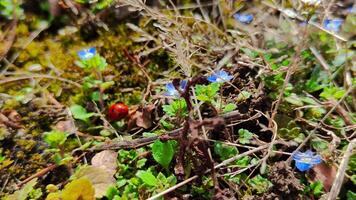 Vibrant Ladybug Navigating Colorful Mall Flower Display in Stunning Macro Detail video