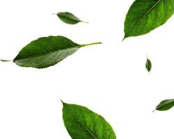 floating leaves in realistic green color in 3d photo