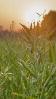 sunset in the field, Plants swaying in the light wind. Shallow depth of field. Beautiful nature background. video