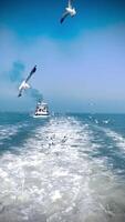 Seagulls are flying in the sky, seagulls are flying in the sky following the ship in the middle of the sea. Flocks of seagulls are flying in the ocean, seagulls in the sea. video