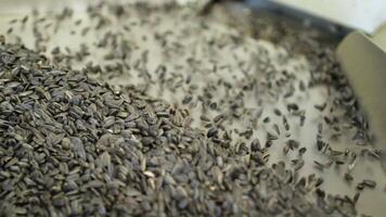 Sunflower seeds on a factory conveyor 8 video