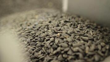 Sunflower seeds on a factory conveyor 7 video