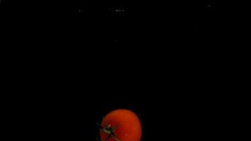 A tomats falling into water on black background. Bright high quality video
