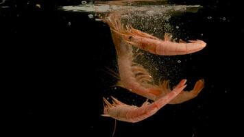Red shrimp falling into water on black background. Bright high quality video