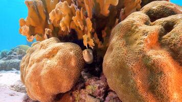 Moray Eel in the Caribbean Sea video