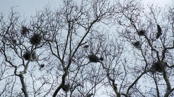 Grey herons and nests on the top of the trees video