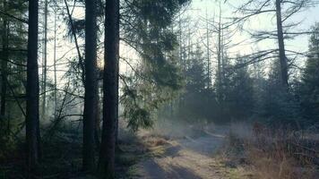 en väg genom en skog med träd och dimma video