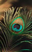 A vibrant peacock feather displays a striking pattern with rich blues, greens, and browns, creating a mesmerizing eye-like effect photo