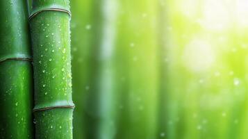 Fresh green bamboo stalks covered in dewdrops with a soft natural bokeh background photo