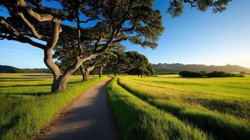 Scenic rural path winding through lush green fields with trees under a clear blue sky photo