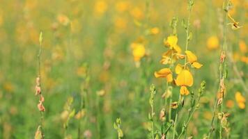 Bright Yellow Flowers in a Lush Green Field Under Natural Light video