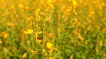 The beautiful Crotalaria flower blooms vibrantly under the golden sunlight, showcasing its delicate yellow petals that sway gracefully video
