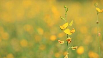 Vibrant Yellow Wildflowers in a Sunny Field with Blurred Background video