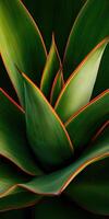 Close-up of a vibrant green agave plant with sharp red highlight edges photo