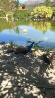 Peacocks walking on the shore of the lake in the park in summer, ducks swimming in the lake video