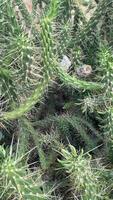 Tropical cactus in a hot country with large and sharp needles video