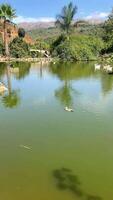 View of the duck pond in the park on a sunny hot day video