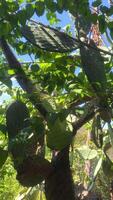Wild cactus with sharp needles growing in a garden among trees video