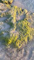 View of a rock overgrown with green moss, which is washed by the crystal clear water of the sea video