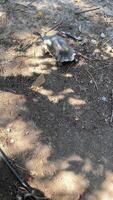 Turtle actively crawling on the ground in summer video