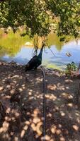 Beautiful peacock standing on the shore of a lake in the shade from the sun video