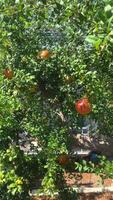 Tree with growing pomegranate berries, pomegranate branches fluttering in the wind on a sunny day video