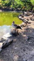 Calm duck sitting on a rock on the bank of the pond and basking in the sun video