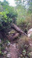 Collapsed tree in the middle of a path in the forest on an island in summer video