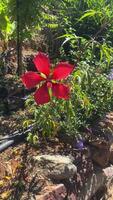 Beautiful red flower in the botanical garden fluttering in the wind video