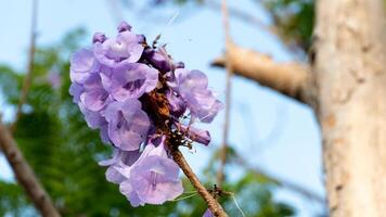 Jacaranda obtusifolia purple flowers grow in clusters at the tips of the branches. background blurred of branch and green leaves. photo