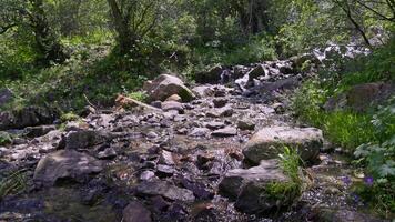 shallow Stream Flowing Through a rocky slope in a Lush Green Forest 1 video