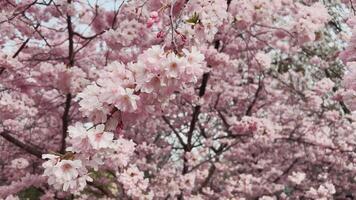 Cherry Blossom Trees in Bloom create breathtaking display of natures artistry video