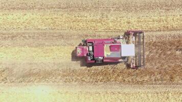 red harvester Operating in agricultural field, directly above Aerial view... video