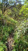 walking through densely overgrown footpath between bushes. video