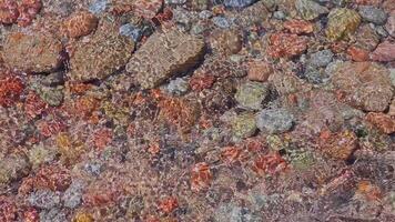 colorful round rocks at the beach lit by sun light through thin layer of water with mild surf waves, closeup full-frame background. video