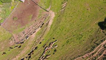 sheep and cows are moving to cattle pen on green mountain slope, drone view from above. video
