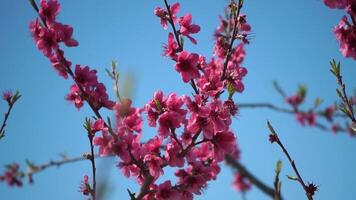 Peach Blossoms Branch Springtime Closeup - Image showcases a close-up of pink peach blossoms blooming on a branch during the springtime. video