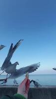 experience of feeding seagulls at the beach with a scenic view all around video