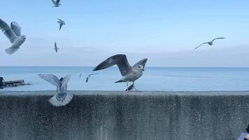 A Happy Child Enjoying of Nature with Seagulls Soaring by the Ocean Waves video