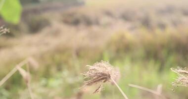 Reeds Sway On Wind And Sun Rays.Wild Grass Sway From Wind On Nature Sky. video