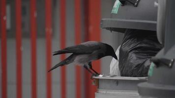 Crow in Garbage Bin Looking for Food in Plastic Bag, Waste and wildlife problem video