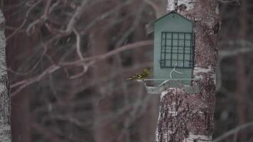 Greenfinch Bird Sitting Alone on a Bird Feeder Eating While Snowing Winter video