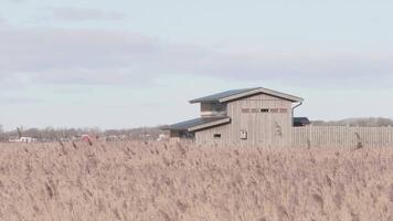 Bird Hide Building for Birdwatching and Reed Moving in The Wind, Wide Shot video