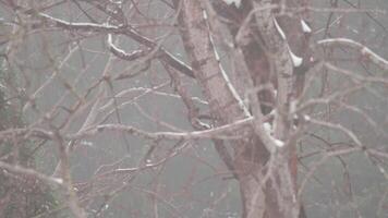 Two squirrel running around a Snow Covered Tree, Misty Morning, Slowmo video