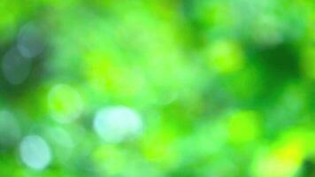 Blurred Green Background with Soft Bokeh Effect for Nature Themes video