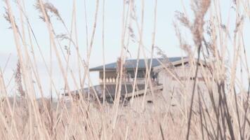 Bird Hide for Bird watching Seen Behind Reeds, Establishing Shot video