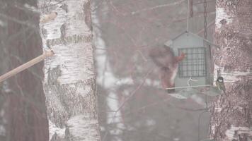 Squirrel and birds eating from a hanging feeder during Winter, Nordic scene video