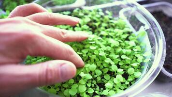 A person is picking up small green plants in a bowl video